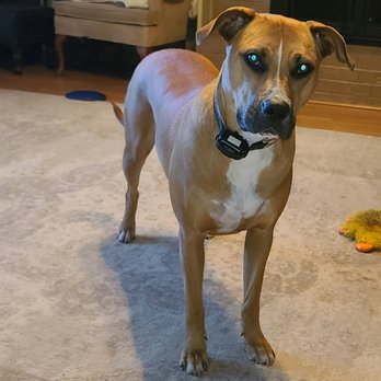 HOPE Dog Training - Pet Training Near Me HOPE Dog Training - Pet Training Near Me