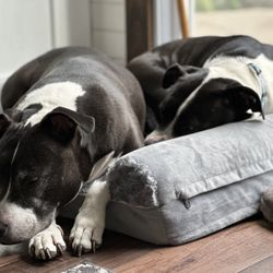 Verona Street Animal Society