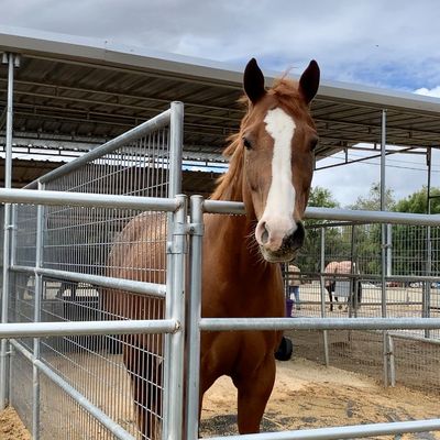 Peacock Hill Equestrian Center