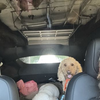 InsideOut Detailing Crew - The pups were chilling - Auto Detailing Near Me - Mount Juliet, Tennessee