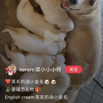Sun's Pet Salon - Her own false advertisement on this is English Cream puppy - Pet Groomers Near Me - Sacramento, California Sun's Pet Salon - Her own false advertisement on this is English Cream puppy - Pet Groomers Near Me - Sacramento, California
