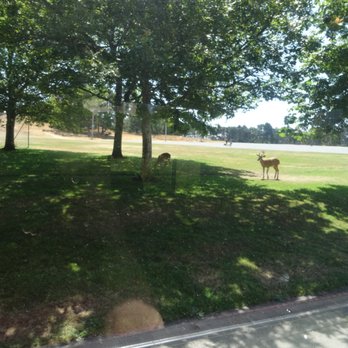 Beacon Hill Park - Deer that roam the park - Parks Near Me - Victoria, British Columbia
