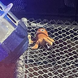 We found a tung tung tung sahur plushie in the line for Mr freeze! Lol