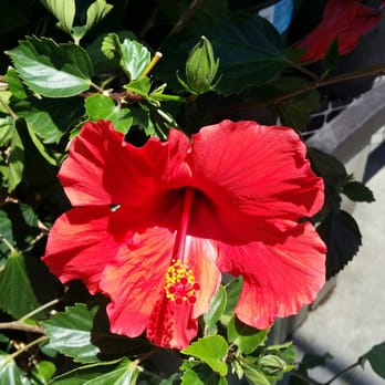 Lowe's Home Improvement - Beautiful flowers. - Hardware Stores Near Me - La Quinta, California