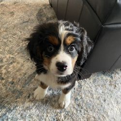 Hoffman Estates Animal Hospital Gift Greeting Cards Email