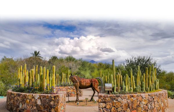 Tohono Chul | Gardens, Galleries, and Bistro by null