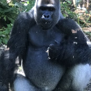 Melbourne Zoo - Gorilla Rainforest - Zoos Near Me - Melbourne, VIC