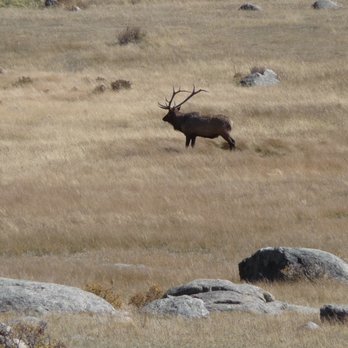Moraine Park Campground - A Bull Elk - Campgrounds Near Me - Estes Park, Colorado Moraine Park Campground - A Bull Elk - Campgrounds Near Me - Estes Park, Colorado