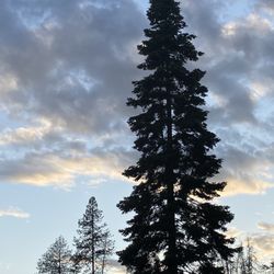 Trout Creek Motel & RV Park - Tall trees in RV park