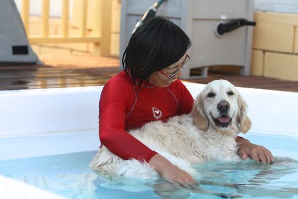 Canine To Five by null