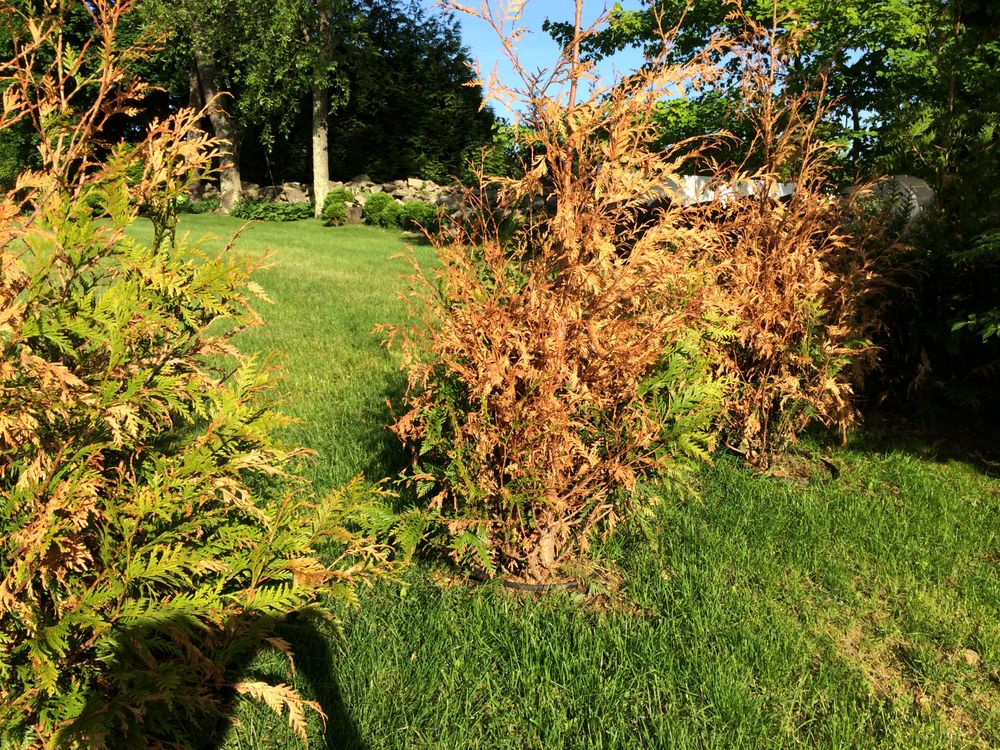 Connecticut Tree Sales - tree service in Wethersfield, CT