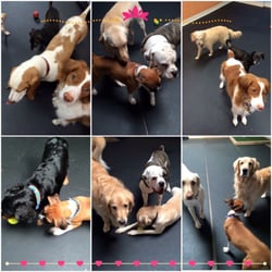 top paw harness how to put on