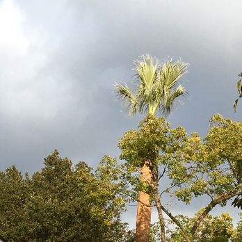 Alberts Tree Service - Tree Services Near Me - Azusa, California