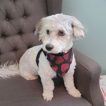 Maggies Grooming - Pet Groomers Near Me - Simi Valley, California