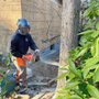 Georgia Tree Masters