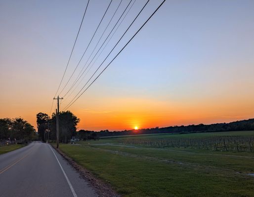 Arrington Vineyards by null