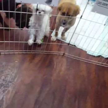 Puppy Luv - Don't leave me!!!! - Pet Groomers Near Me - Federal Way, Washington Puppy Luv - Don't leave me!!!! - Pet Groomers Near Me - Federal Way, Washington