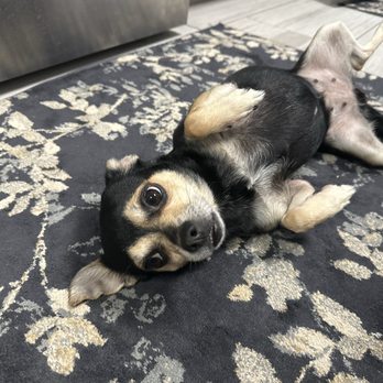 Abbey Vet Hospital - Veterinarians Near Me - Antioch, California