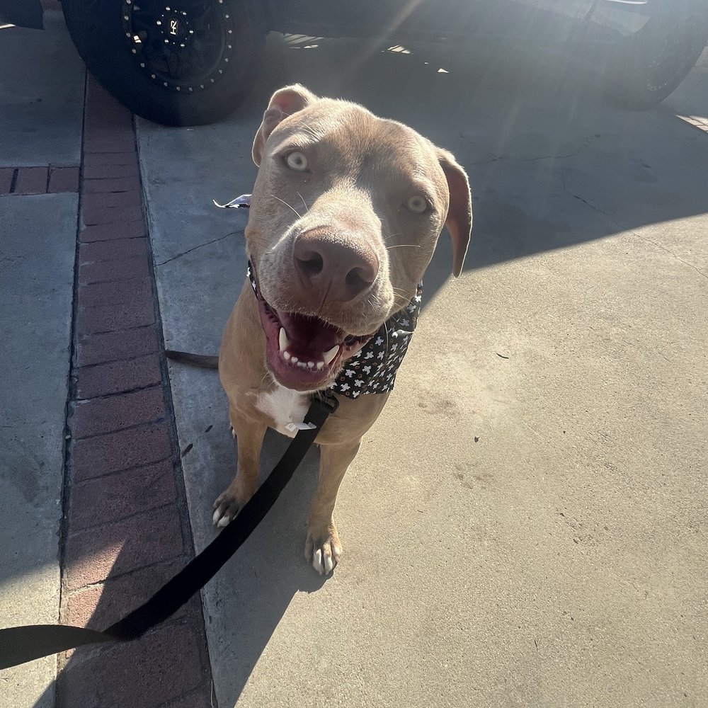 That's So Fetch - Pet Groomers Near Me - Montclair, California That's So Fetch - Pet Groomers Near Me - Montclair, California