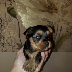 Tiny Fur Baby