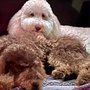 Photo of Haven The Dog Spot