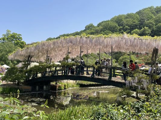 Ashikaga Flower Park by null