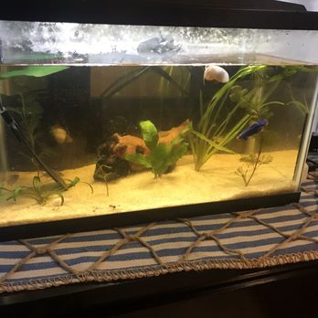 Pure Pet - Got the fish, plants, and sand at pure pet - Pet Stores Near Me - Salem, Ohio Pure Pet - Got the fish, plants, and sand at pure pet - Pet Stores Near Me - Salem, Ohio