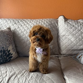 Creative Clips Grooming - Pet Groomers Near Me - Benicia, California Creative Clips Grooming - Pet Groomers Near Me - Benicia, California