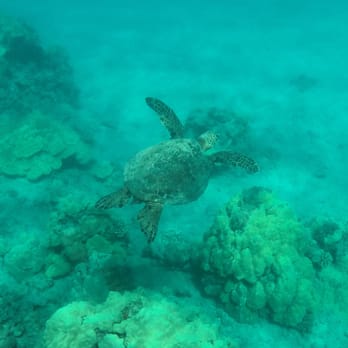 Maui Magic Snorkel - Turtle magic - Snorkeling Near Me - Maalaea, Hawaii Maui Magic Snorkel - Turtle magic - Snorkeling Near Me - Maalaea, Hawaii