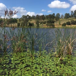 Australian Botanic Garden - Lily pads & ducks