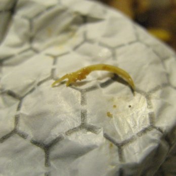 Wendy's - Fingernail - Fast Food Near Me - Mansfield, Massachusetts Wendy's - Fingernail - Fast Food Near Me - Mansfield, Massachusetts