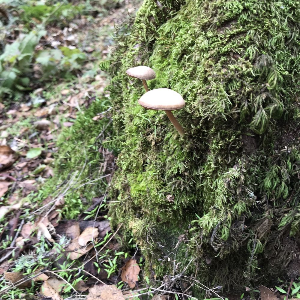 Black Mountain Trail - Hiking Near Me - Los Altos, California Black Mountain Trail - Hiking Near Me - Los Altos, California
