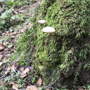 Black Mountain Trail - Hiking Near Me - Los Altos, California
