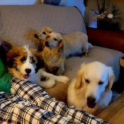 All Creatures Great and Small Grooming - Best groomer Ever, all our pups Love her, and she is such an Amazing person. She really Loves and takes care of your fur babies