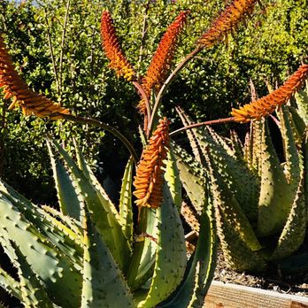 Waterwise Botanicals - Nurseries & Gardening Near Me - Bonsall, California