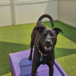 Camp Bow Wow Cuyahoga Falls