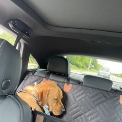 Doggy Daydreamz - Hank sleeping on the way home after his grooming appointment. He had a great time!
