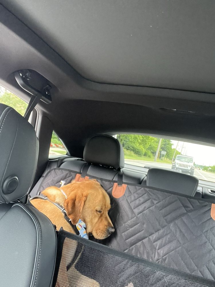 Doggy Daydreamz Image