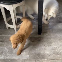 Wags ‘N Whiskers - New friend