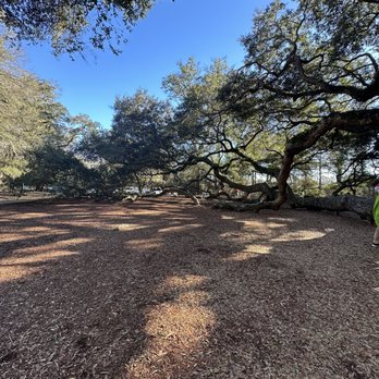 Angel Oak - Parks Near Me - Johns Island, South Carolina Angel Oak - Parks Near Me - Johns Island, South Carolina