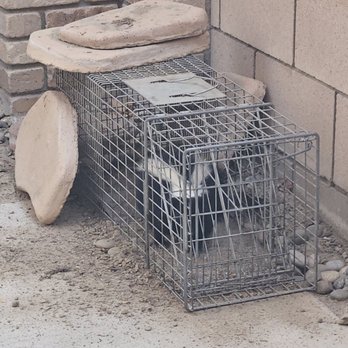 Animal Capture Wildlife Control - Pest Control Near Me - Bakersfield, California Animal Capture Wildlife Control - Pest Control Near Me - Bakersfield, California