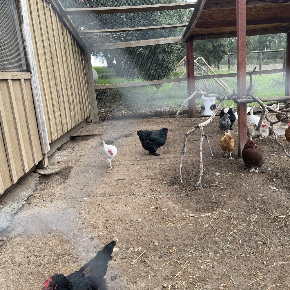 Zaca Creek Ranch - Chickens - Ranches Near Me Zaca Creek Ranch - Chickens - Ranches Near Me