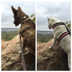 PawCo