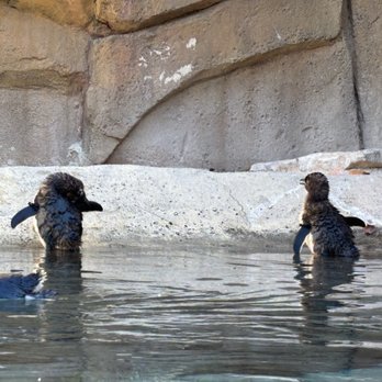 Cincinnati Zoo & Botanical Garden - Penguins! - Zoos Near Me - Cincinnati, Ohio Cincinnati Zoo & Botanical Garden - Penguins! - Zoos Near Me - Cincinnati, Ohio
