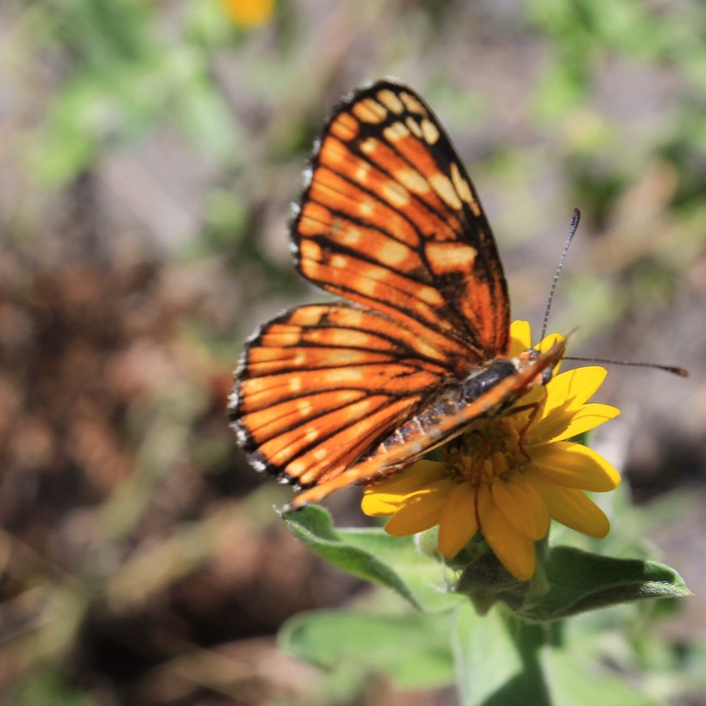 SYCAMORE CANYON WILDERNESS PARSONS TRAIL 144 Updated September 2024