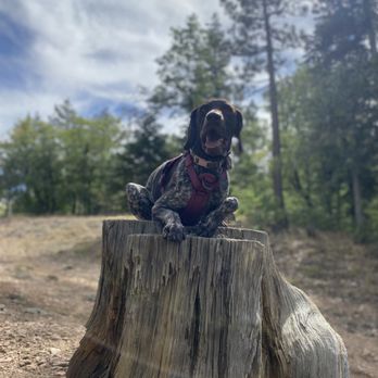 Guiding Pets & Parents - Pet Training Near Me - San Bernardino, California