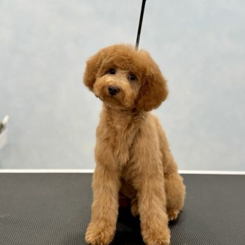 Beyond Fur - After !!!! - Pet Groomers Near Me - Elk Grove, California