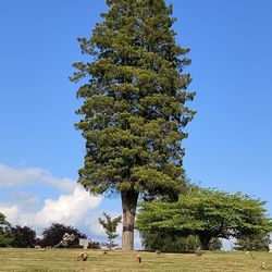 Forest Lawn Funeral Home