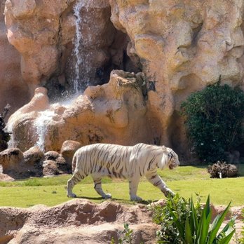 Loro Parque - Zoos Near Me - Puerto de la Cruz, TF Loro Parque - Zoos Near Me - Puerto de la Cruz, TF