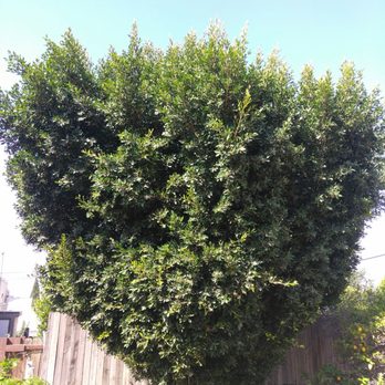 Matilde's Tree Service - Matilde responded within minutes.The crew did a magnificent job! I'm very happy! I will definitely use her services again! Highly recommend! - Tree Services Near Me Matilde's Tree Service - Matilde responded within minutes.The crew did a magnificent job! I'm very happy! I will definitely use her services again! Highly recommend! - Tree Services Near Me